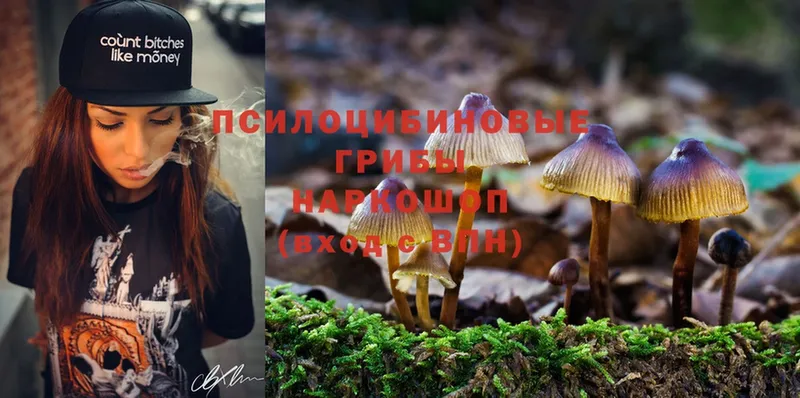 Галлюциногенные грибы Psilocybine cubensis Суоярви